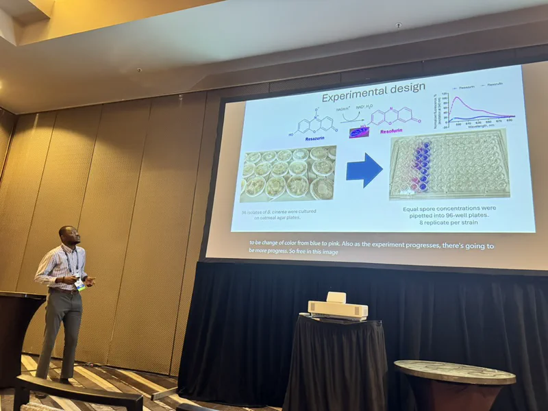 A lab member explaining an experimental design with fungal cultures, a microplate, and resazurin chemistry.
