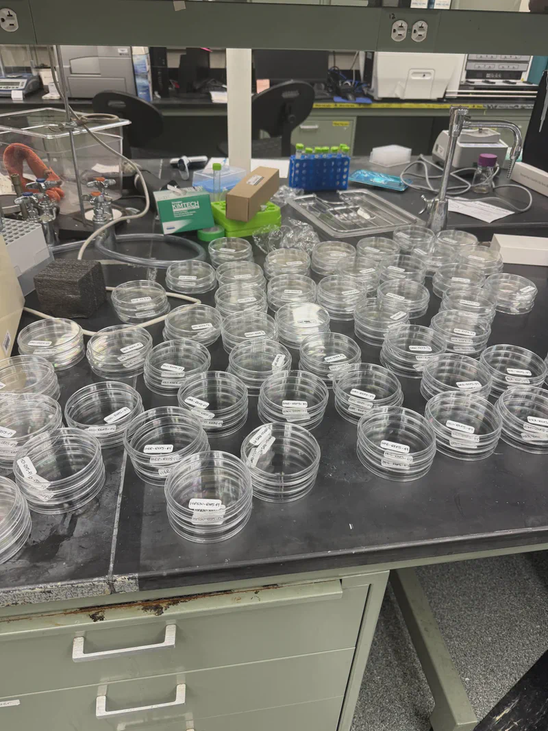 Stacks of culture plates and containers on a laboratory bench.