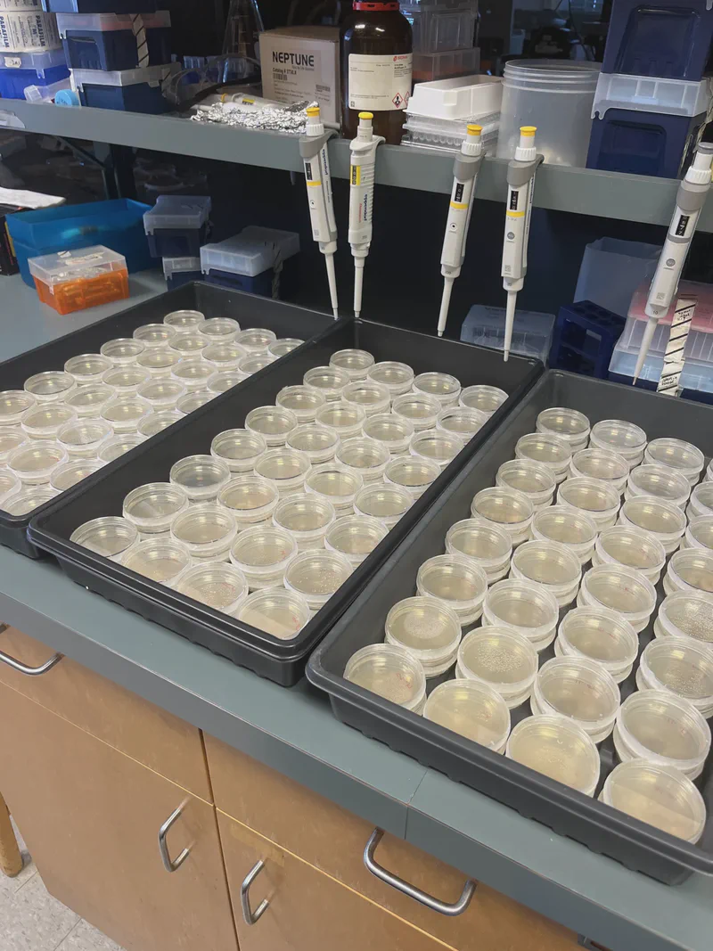 A tray of culture containers beneath laboratory pipettes.