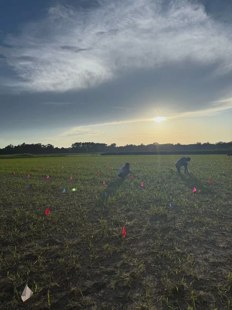 Researchers working among field rows under the evening sun.