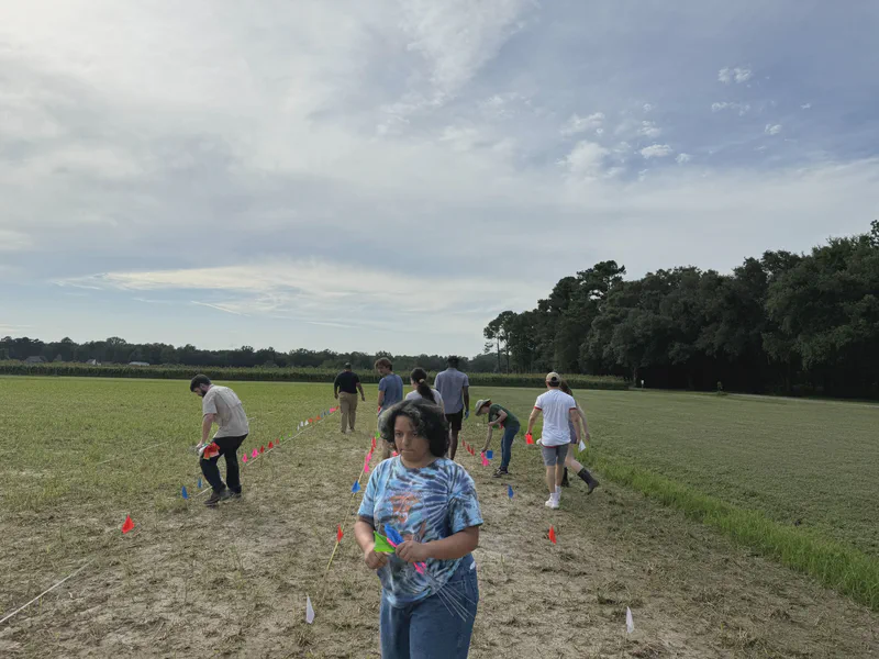 Lab members working along marked rows in a field.