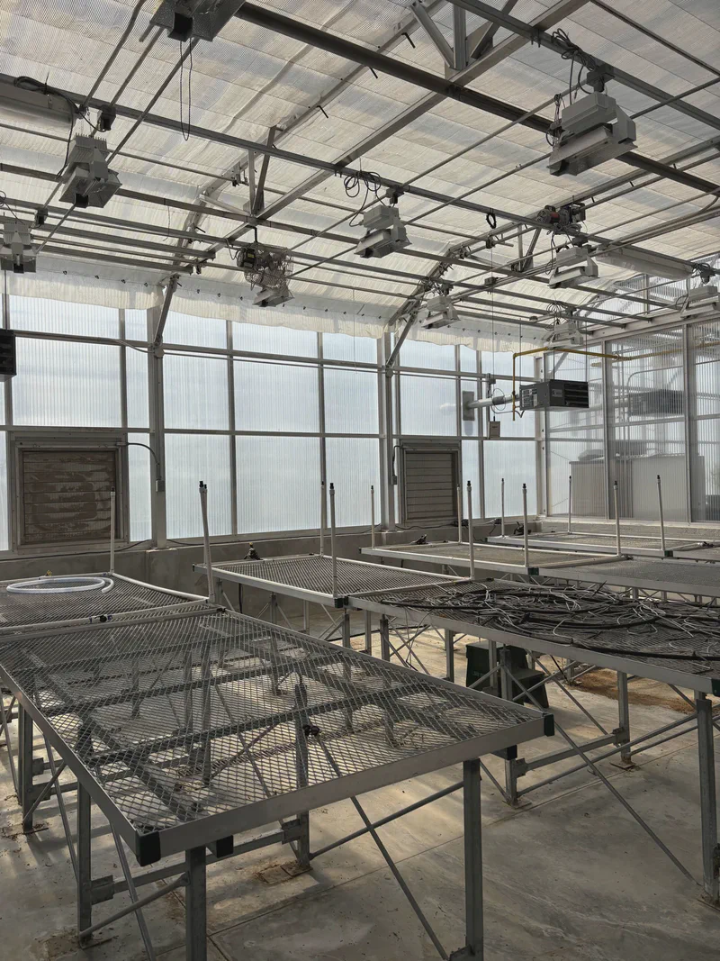 Clean greenhouse benches beneath a glass roof.
