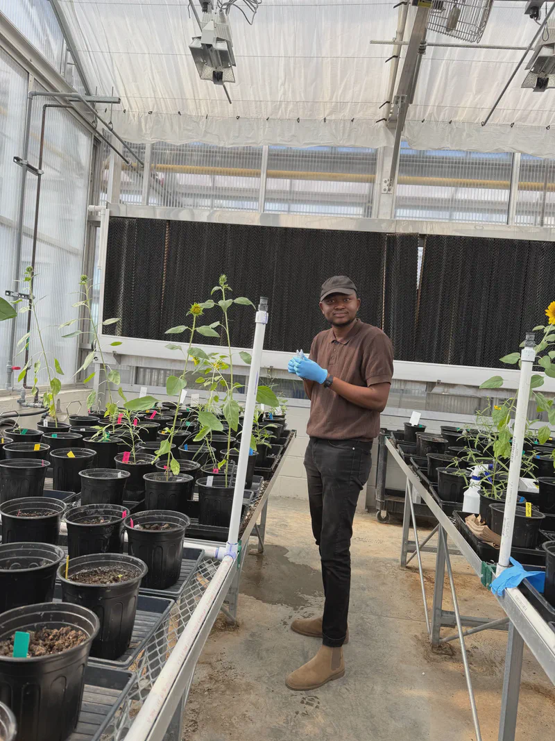 A researcher standing among experimental plants in a greenhouse.