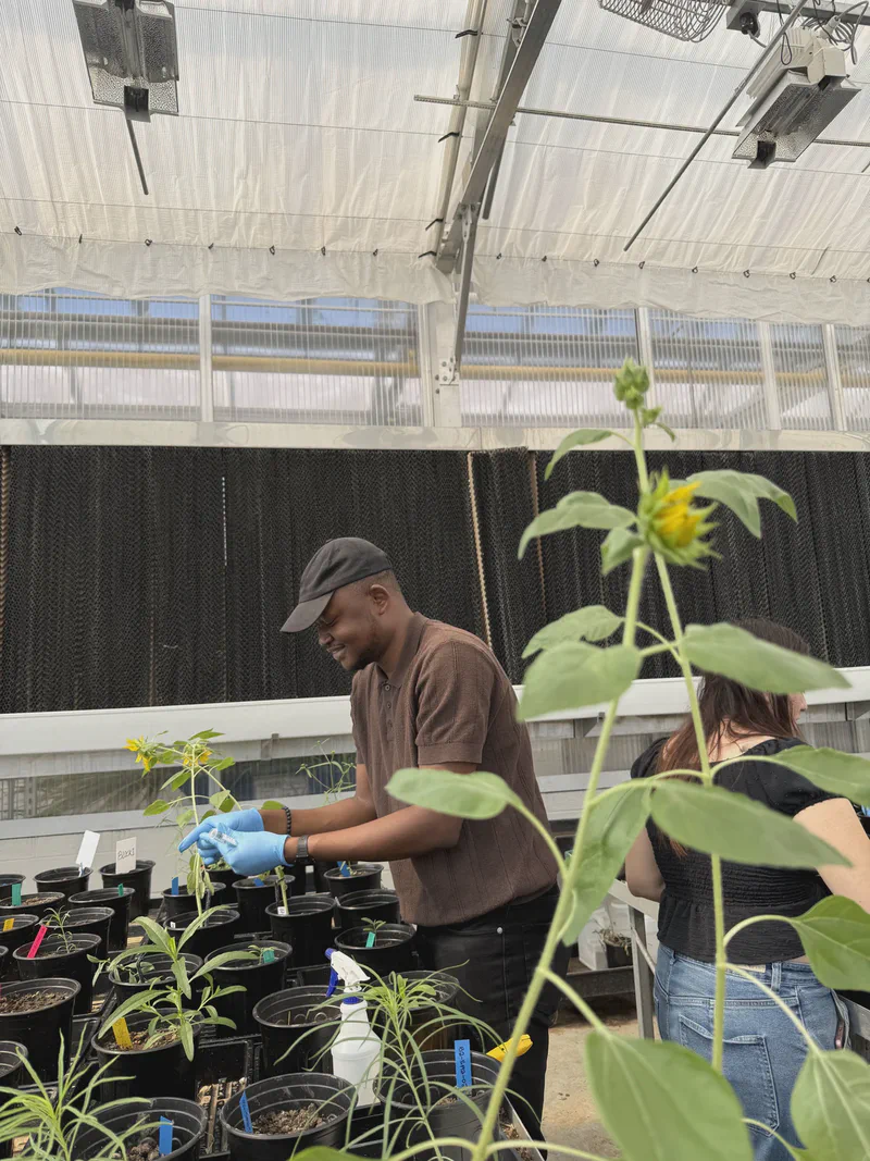 A researcher wearing gloves tending potted sunflower plants.
