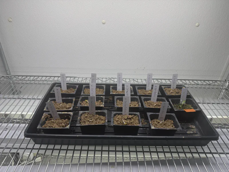 Labeled pots of seedlings on an illuminated growing shelf.