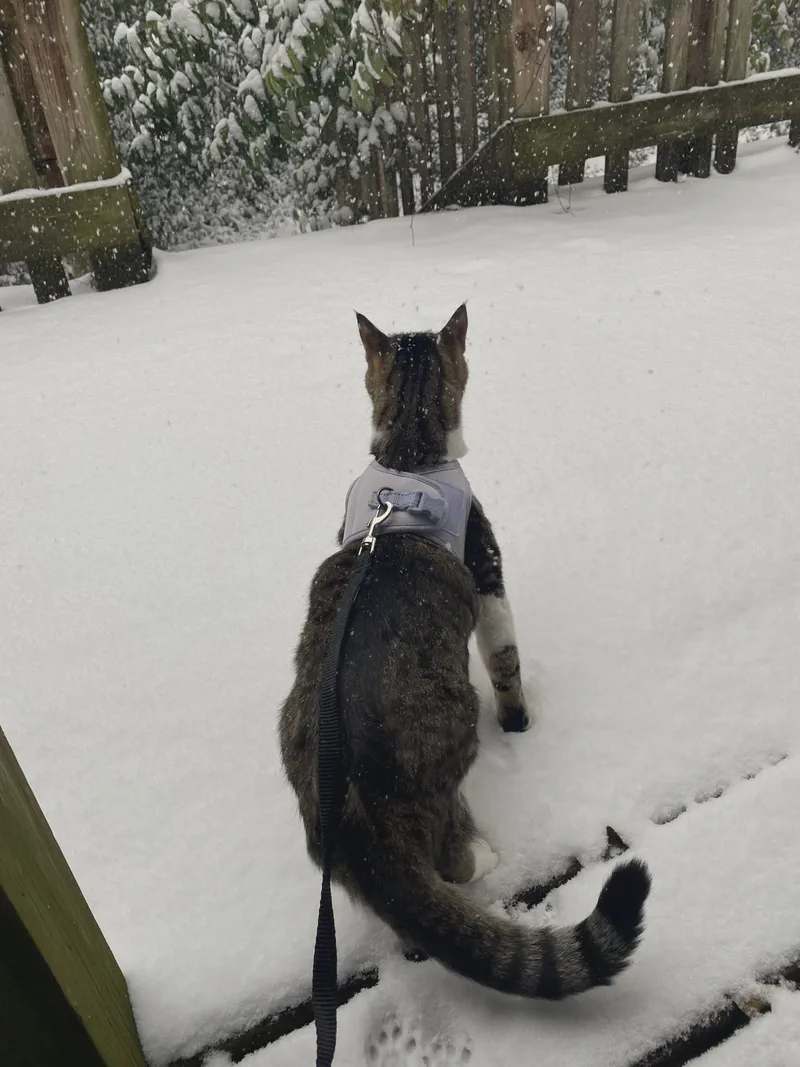 A cat looking out over a snow-covered yard.
