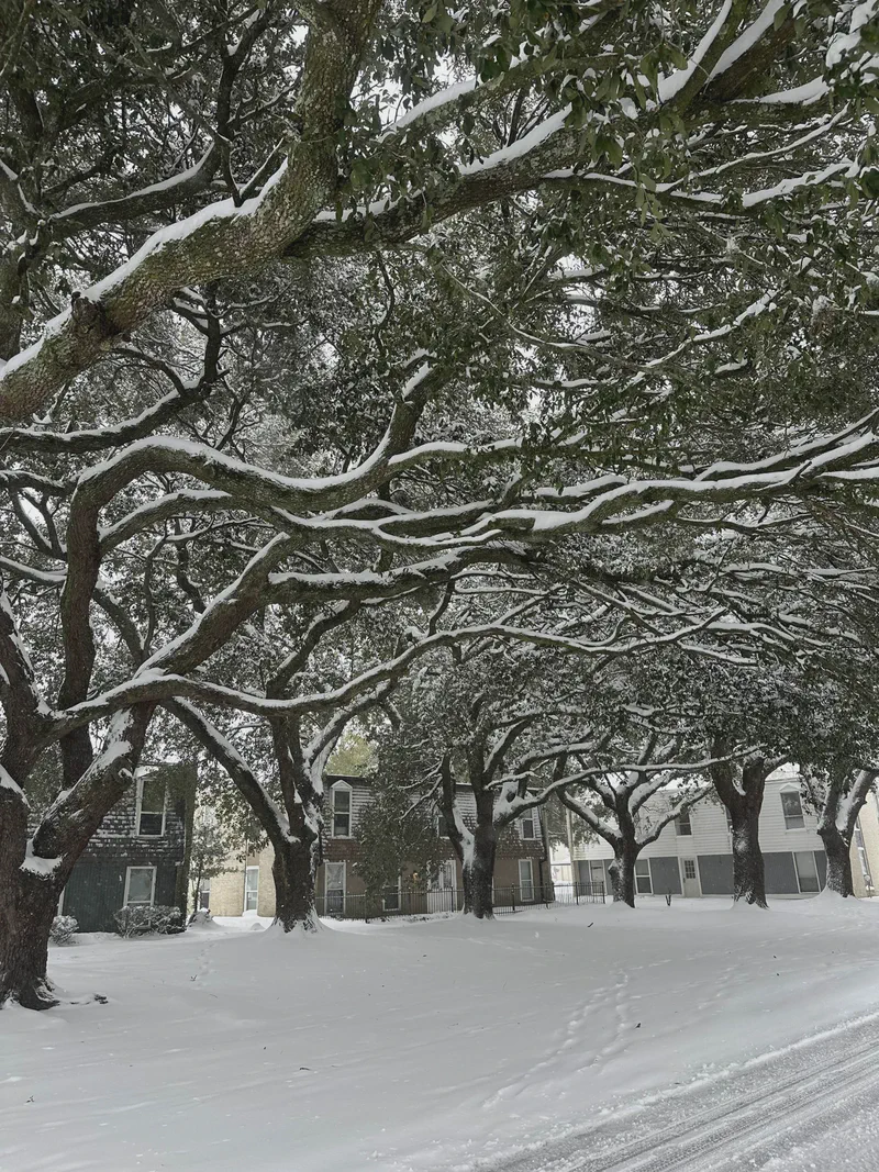 A path beneath trees covered in snow.