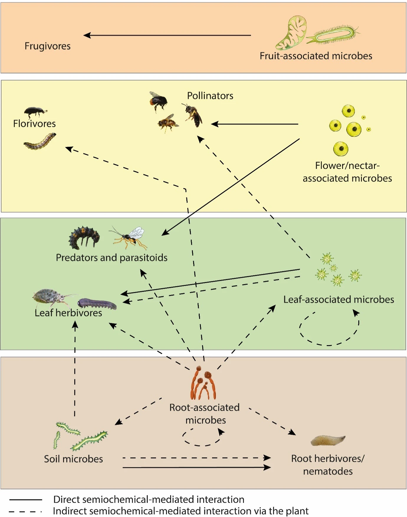 Diagram of direct chemical signaling and indirect plant-mediated interactions among plant-associated microbes, herbivores, pollinators, predators, and parasitoids.