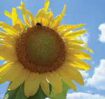 Genome-Wide Association Mapping of Floral Traits in Cultivated Sunflower (Helianthus annuus)