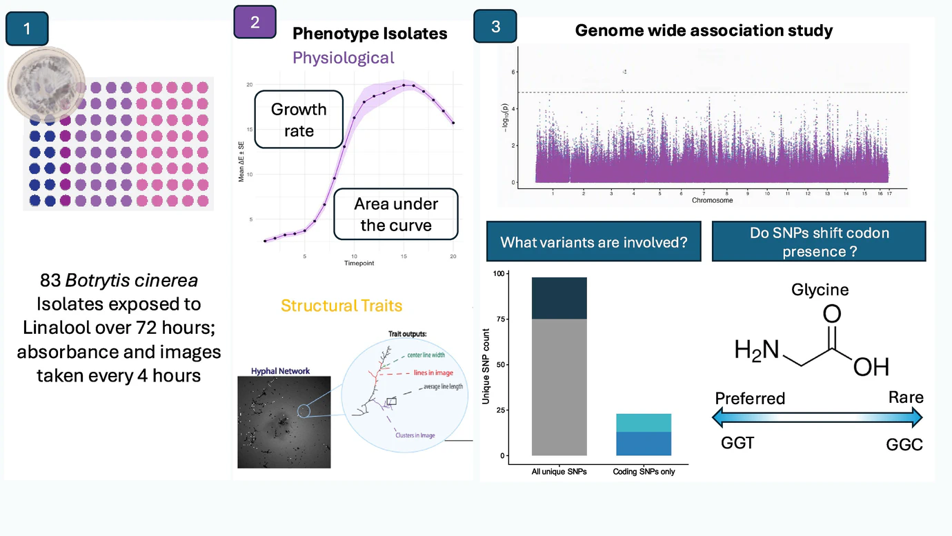 Graphical abstract showing linalool exposure of 83 Botrytis cinerea isolates, measurements of physiological and structural traits, and genome-wide association analyses.