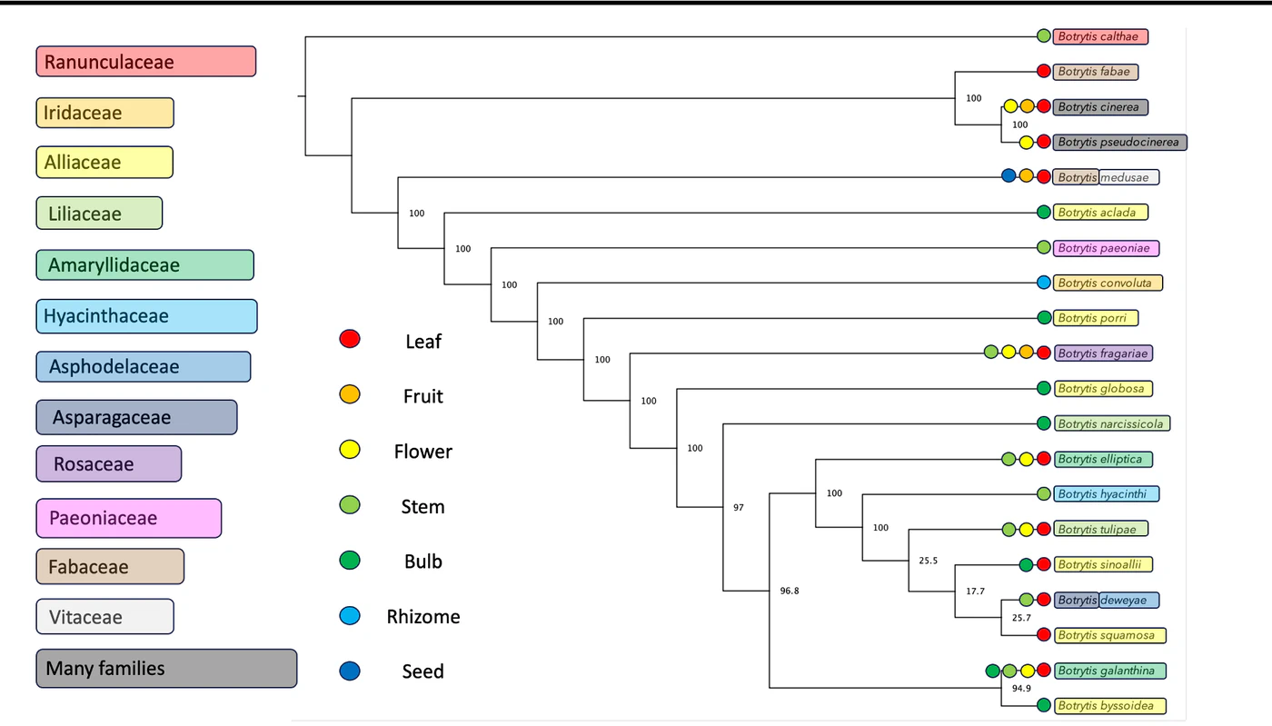 Botrytis evolutionary tree showing associated plant families and infected plant tissues.