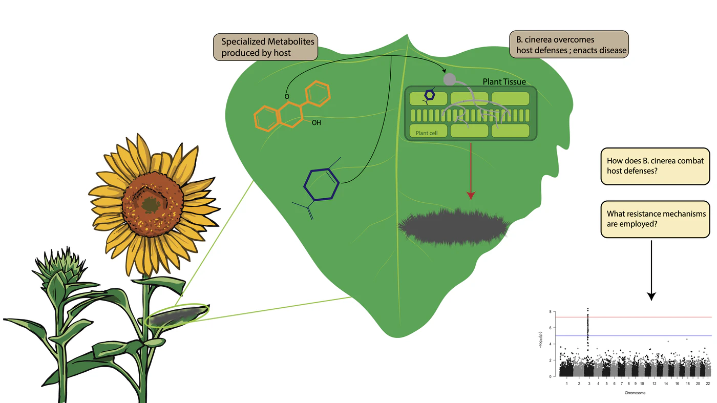 Diagram showing sunflower chemical defenses and Botrytis cinerea infection of leaf tissue.