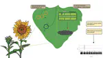 The Phytochemical Landscape and Pathogen Evolutionary Ecology