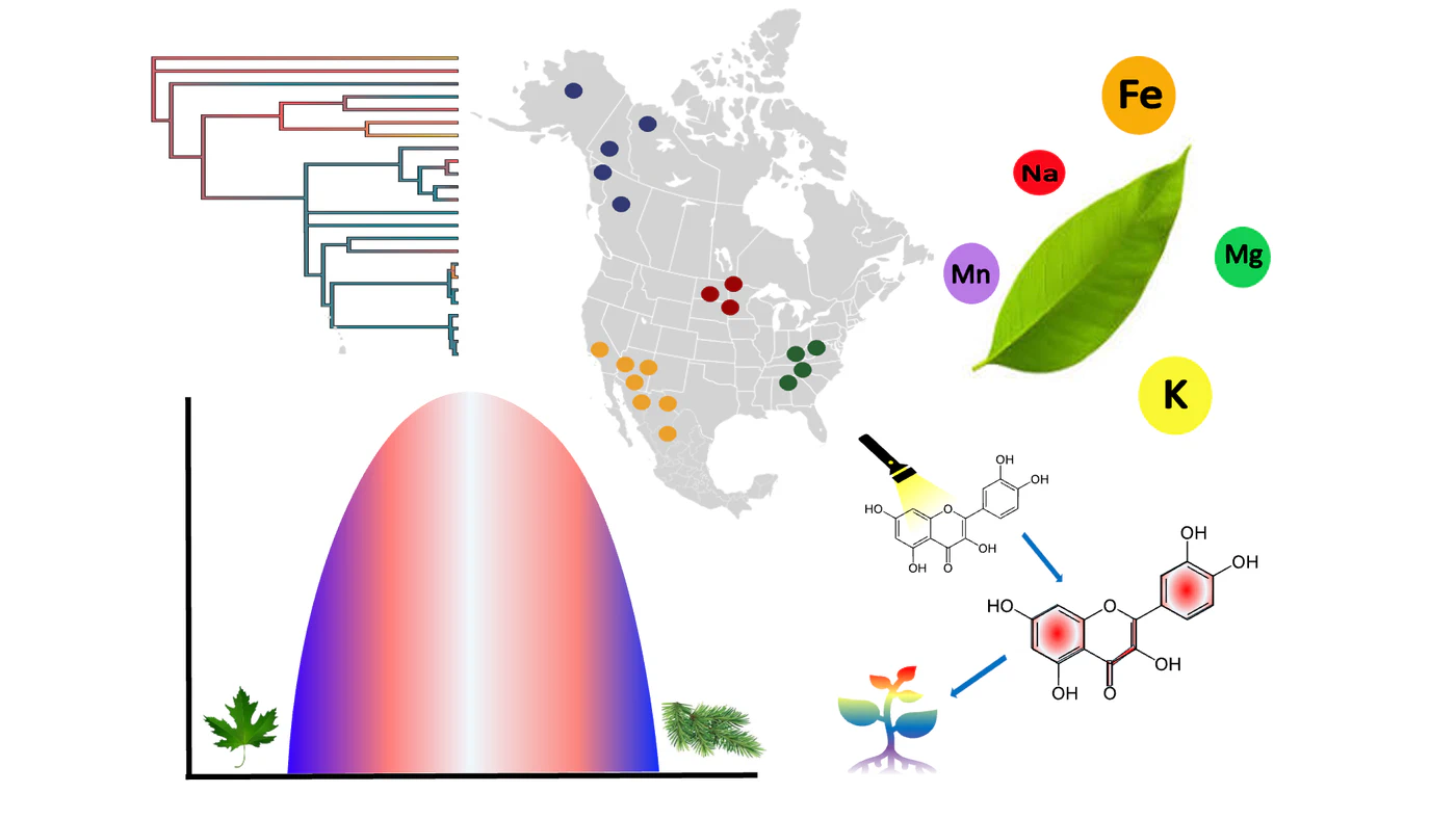 Diagram connecting plant evolutionary relationships, geography, leaf mineral nutrition, and chemical traits.