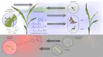 Chemical Ecology Spring 2025